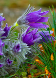 Fototapeta Maki - Flowers of the Windflower or Pulsatilla Patens.First spring blooming flower, purple plant macro, dream grass.