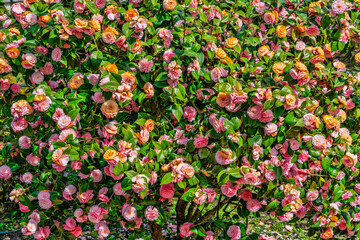 Sticker - Camellia Flowers Background