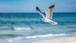Graceful seagull gliding over turquoise waters, a serene moment against the vibrant ocean backdrop