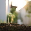 Small growing sprout under sunlight