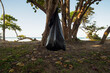 Big black plastic bag with garbage hanging on tree in nature.