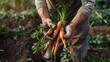 Freshly Harvested Carrot Bunch