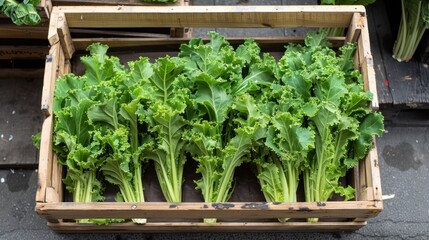 Wall Mural - Bunches of mizuna greens, with their feathery leaves, displayed in a wooden crate, a staple in Japanese salads and soups