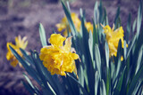 Fototapeta  - narcyz,Narcissus jonquilla L.
