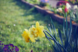 Fototapeta  - żonkile,Narcissus jonquilla L.