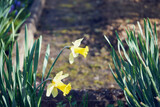 Fototapeta  - żonkile,Narcissus jonquilla L.