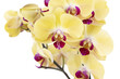 Fleurs d'orchidée phalaenopsis jaune	