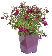 Poster - Fuchsia rouge en pot