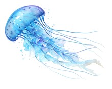 A Dynamic Watercolor Of An Irukandji Jellyfish, Tiny But Extraordinarily Venomous, Translucent Blues And Invisible Danger, White Background, Vivid Watercolor, 