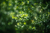 Fototapeta Konie - Close up of green leaves of boxwood, shallow depth of field, and  blur bokeh effect with vintage lens