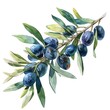 A rustic illustration of an olive branch, silvery leaves and dark olives, vivid watercolor, white background, 