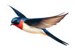 PNG Swallow animal bird beak.