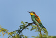 Portrait of a European bee-eater perched on a tree, Bahrain