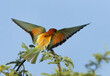 European bee-eater trying to perch on a tree, Bahrain