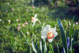 Fototapeta  -  żonkil,Narcissus jonquilla L.