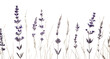 PNG  Real pressed lavender flowers backgrounds plant herb