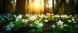 Spring banner with beautiful sunny woodland glade with blooming white anemone flowers in spring. Wallpaper, backdrop. Generative AI