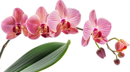 Sticker - Phalaenopsis Orchid isolated on a white background