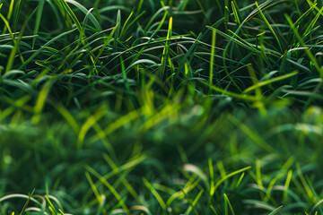 Poster - green grass background