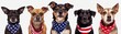 A row of five dogs wearing patriotic bandanas.