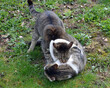 Cats fighting outdoor
