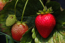 Ripe Strawberry With Ripening Strawberries (Fragaria X Ananassa)