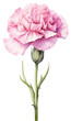PNG Watercolor carnation flower blossom plant white background.