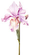PNG Watercolor cattleya flower blossom orchid petal.