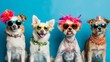 adorable dogs wearing funky sunglasses and colorful accessories humorous animal portrait