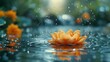 Lotus flower drifting in rainfilled water, a beautiful natural landscape
