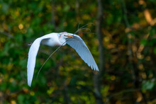 Cattle Egret Flying With Twigs For Nest