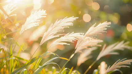 Sunlight filtering through delicate grass plumes, casting a warm, golden glow with bokeh effect in a serene natural setting.