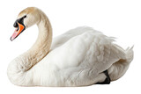 Swan waterfowl animal bird.