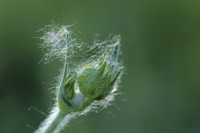 Green Flowering Plant Covered With Hairs