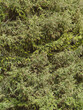 Picea orientalis | Oriental spruce tree, Caucasian spruce tree, Firefly tree, Nana tree, Skyland tree. Graceful tree with  shoots bearing needles and reddish-purple cones strawberry-shaped in spring