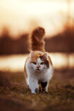 Fototapeta Koty - fluffy cat walking in a sunny evening meadow