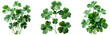 Shamrock flower bush clover plant pack of 3 for St Patrick's Day isolated on transparent background