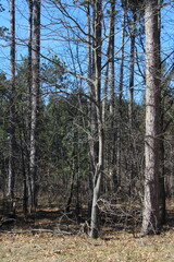 Wall Mural - pine forest in the morning