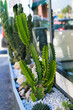 © Ivan Zelenin - Close Up of green thorn cactus with stones background
