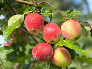 Red delicious crisp apples on tree.