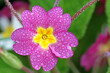 Primula flower after rain in Spring	