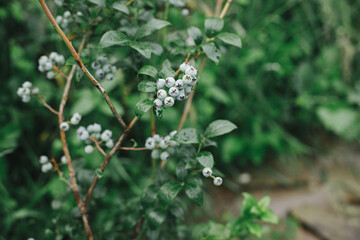 Wall Mural - Blueberry branch with unripe berries closeup in organic garden. Homestead lifestyle. Gardening wallpaper