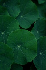nasturtium green leaves closeup, nasturtium leaves background or texture, vintage green natural back