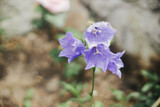 Fototapeta Panele - Beautiful campanula blooming in english cottage garden. Close up of blue bell flower. Floral wallpaper. Homestead lifestyle and wild natural garden