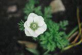 Fototapeta Sypialnia - Beautiful anemone blooming in english cottage garden. Close up of white Anemone coronaria flower. Floral wallpaper. Homestead lifestyle and wild natural garden