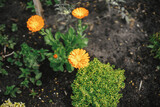 Fototapeta Panele - Beautiful calendula blooming in english cottage garden. Close up of orange marigold flower. Floral wallpaper. Homestead lifestyle and wild natural garden