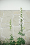 Fototapeta Sypialnia - Delphinium blooming in english cottage garden. Close up of white delphinium flowers. Homestead lifestyle and wild natural garden. Floral wallpaper