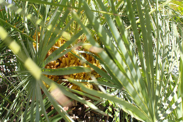 Wall Mural - palm tree leaves, flora