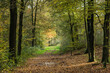 avenue in autumn with beeches in nature reserve Kruissbergse Bossen