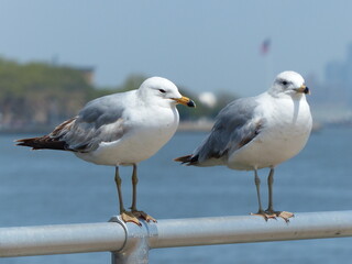 Poster - Deux Mouettes